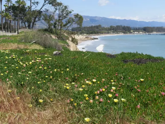 A walk past grassy knolls, a shimmering lagoon, and picturesque bluffs above the ocean, all in the vibrant atmosphere of campus!