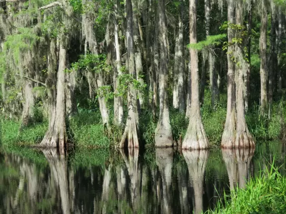 Florida has such a wide range of beauty: wildlife, springs, beaches, modern cities, and theme parks.