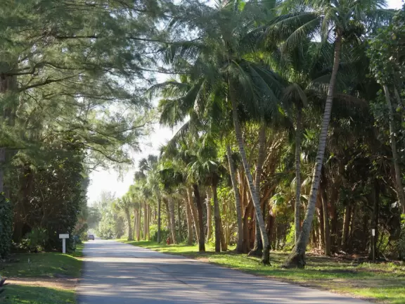 Walk past mansions, seagrape trees, palms, and flowers on Jupiter Island.