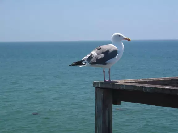 AUGUST 15, 2006 BLOG POST