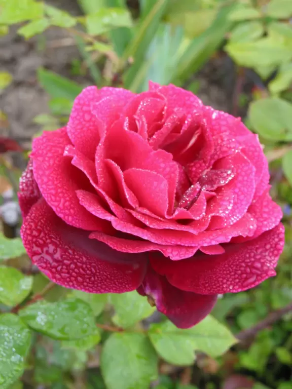 SUMMER/FALL 2007 BLOG POSTS BY RON!